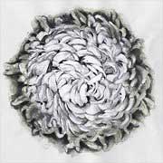 drawing - chrysant