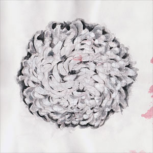 chrysanthemum - watercolor and pencil drawing