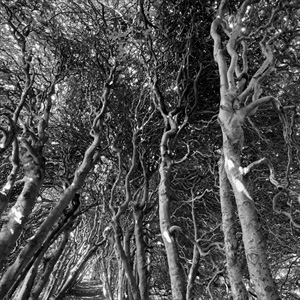 twigs - inkjet print