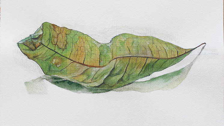painting titled Greenleaf - watercolor, ink and pencil on paper