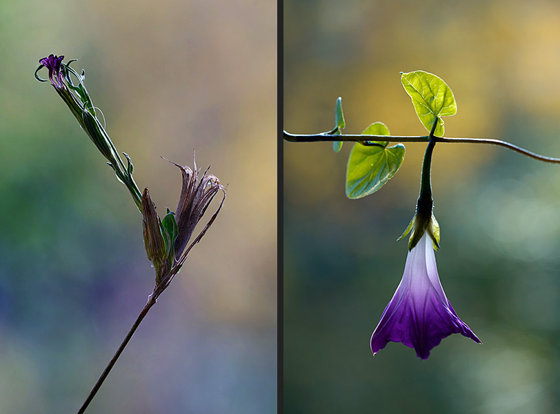 Flower Pictures - Dianthus Armeria, Ipomoea