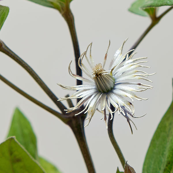 Flower Pictures - Clematis