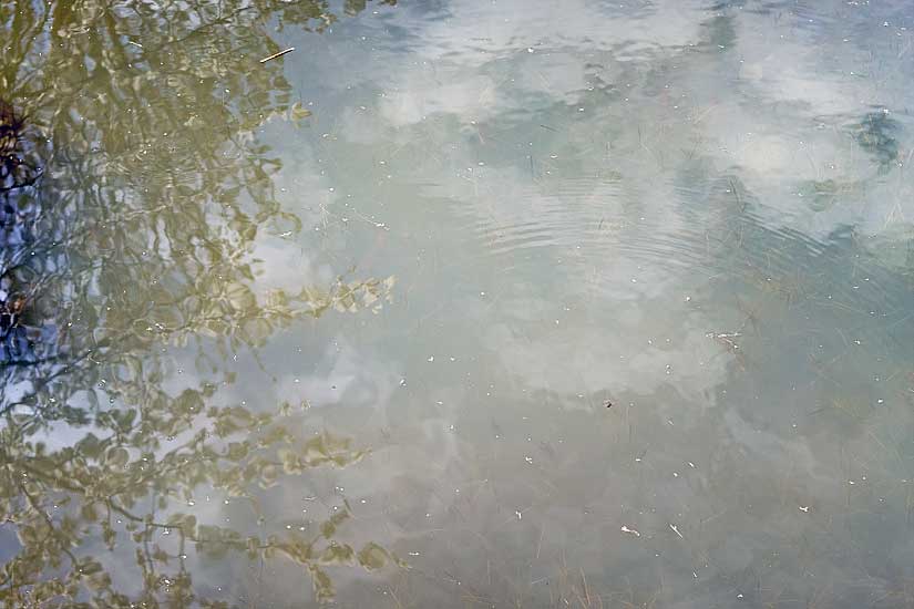 Garden and Pond Series - Light on Water, 10:00 am