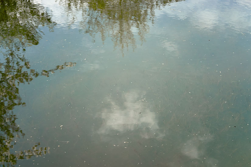Garden and Pond Series - Light on Water, 8:00 am