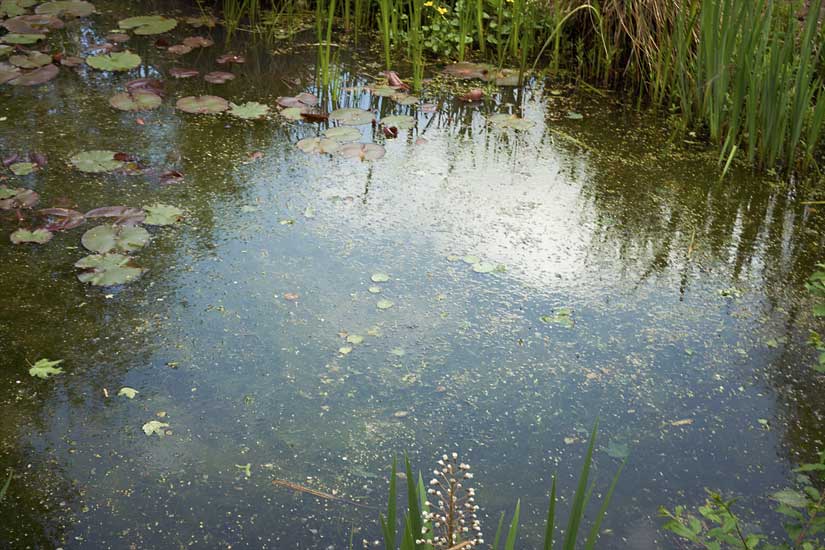 Garden and Pond Series - Light on Water, 3:00 pm