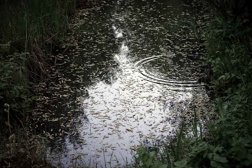 Garden and Pond Series - Light on Water, 5:00 am