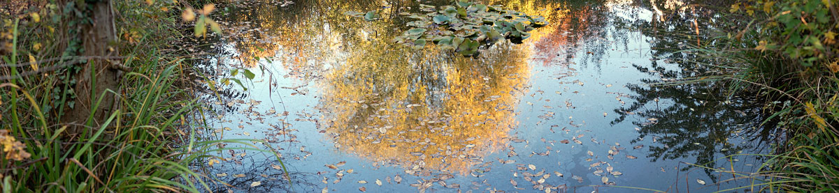 Garden and Pond Series - Light in Water