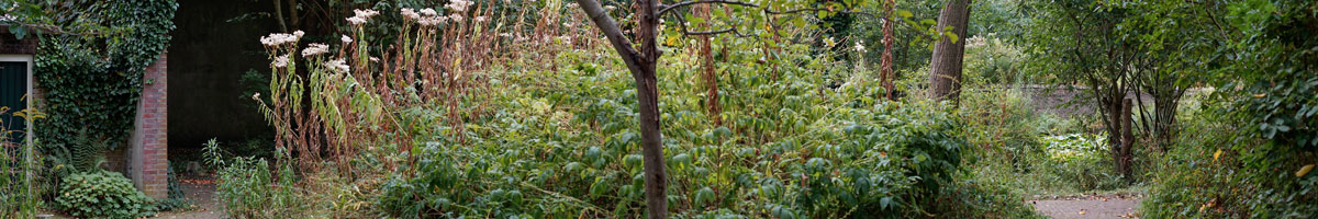 Garden and Pond Series - Little Mound