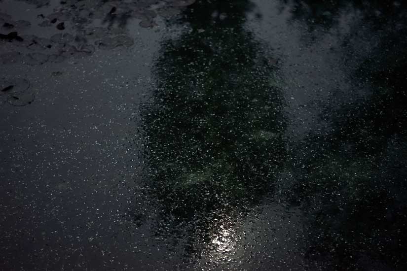 Garden and Pond Series - Light on Water, 12:00 midnight