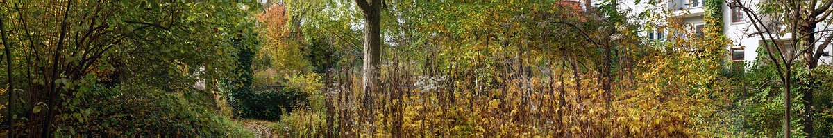 Garden and Pond Series - Path to Terrace