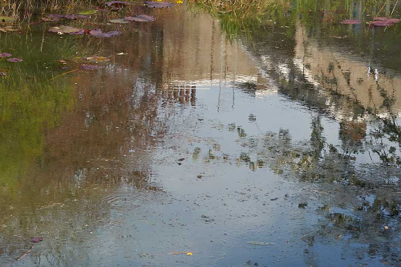 Garden and Pond Series - Light on Water, 6:00 pm