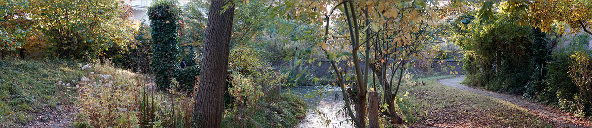Garden and Pond Series - Trees and Pond