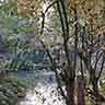 click to open gallery - garden and pond, to trees and pond