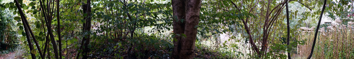 Garden and Pond Series - Trunks and Leaves