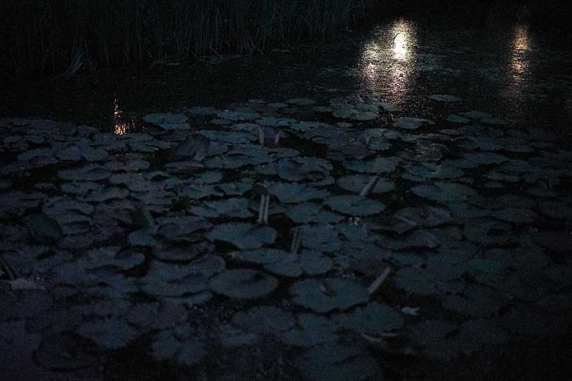 Garden and Pond Series - Light on Water, 1:00 am