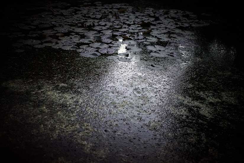 Garden and Pond Series - Light on Water, 2:00 am