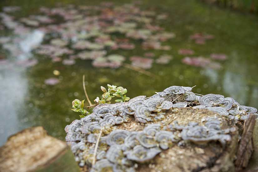 Garden and Pond Series - Light on Water, 5:00 pm