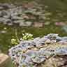 click to open gallery - garden and pond, to willow 5pm