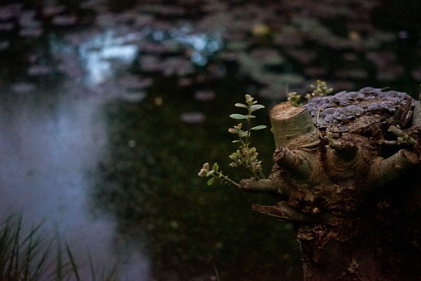 Garden and Pond Series - Light on Water, 9:00 pm