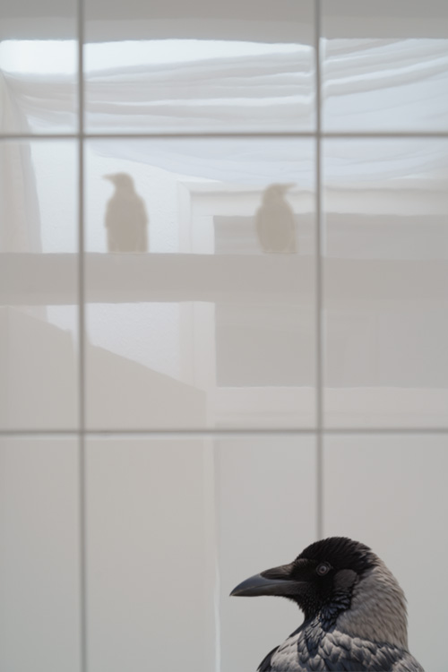 The Rooftop - When Crows Tick on Windows