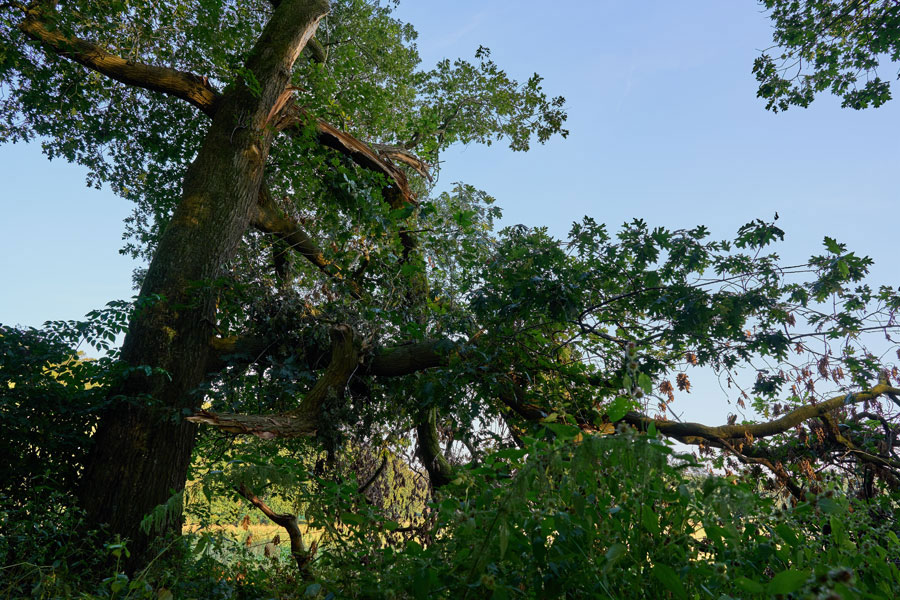 Into the Woods: Oak with Lost Limbs