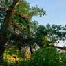 click to open gallery - Oak with Lost Limbs