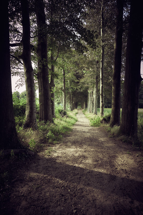 Into the Woods: Path to the Forest