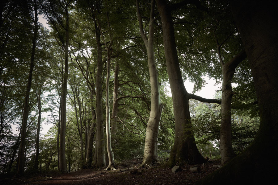 Into the Woods: The Bare Tree
