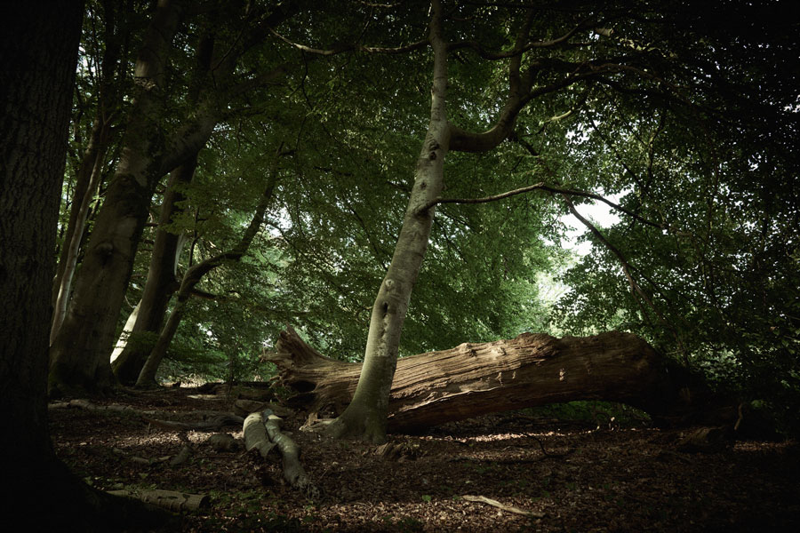 Into the Woods: A Fallen Trunk