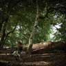 click to open gallery - A Fallen Trunk