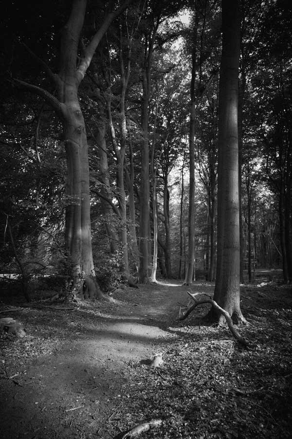 Into the Woods: Along the Trail