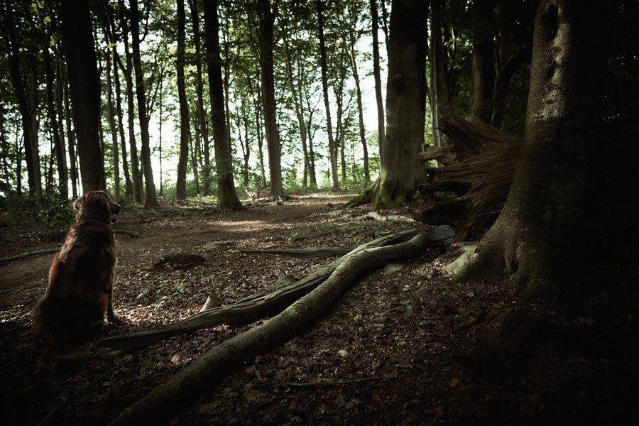 Into the Woods: Along the Trail (With Dog)