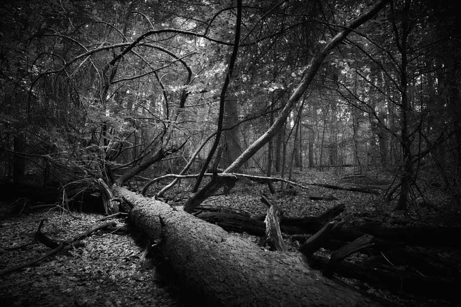 Into the Woods: On the Forest Floor