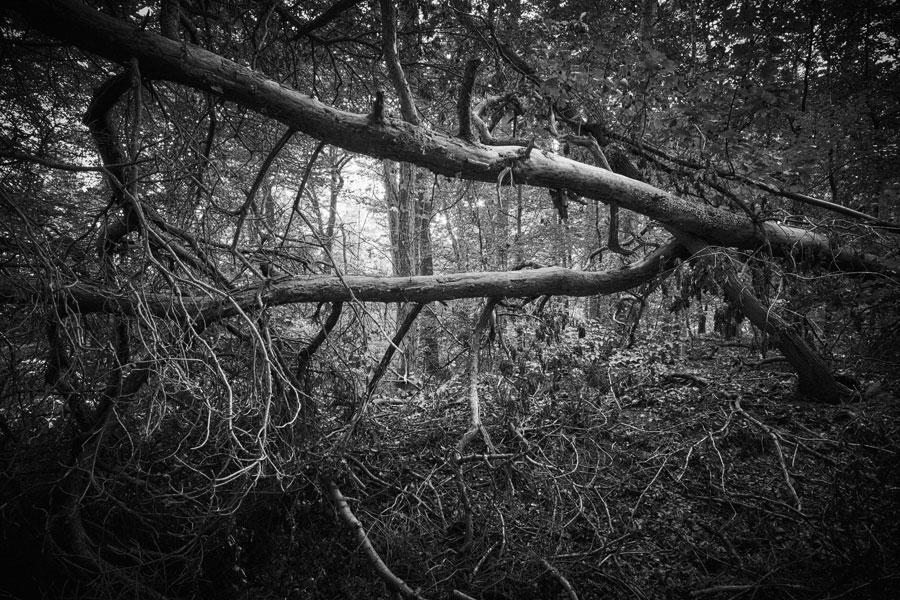 Into the Woods: A Barred Path