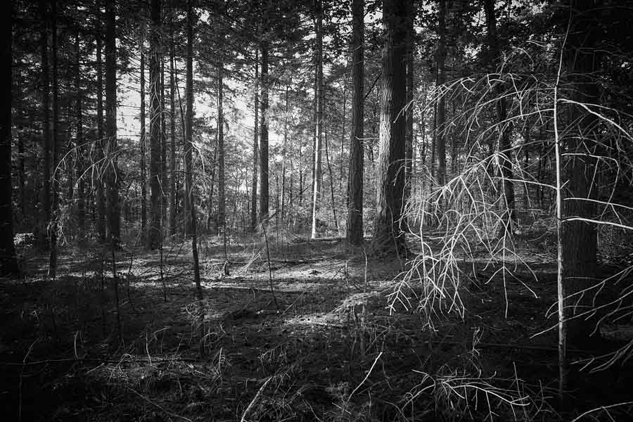 Into the Woods: A Circle of Light