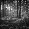 click to open gallery - A Circle of Light