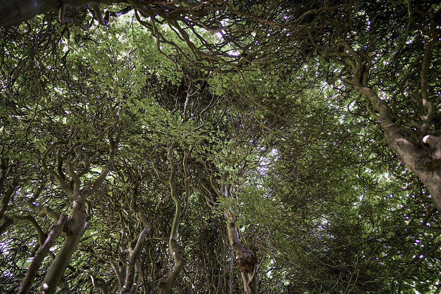 Into the Woods: Under a Thick Green Shroud