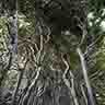 click to open gallery - A Mesh of Twigs and Abandoned Nests