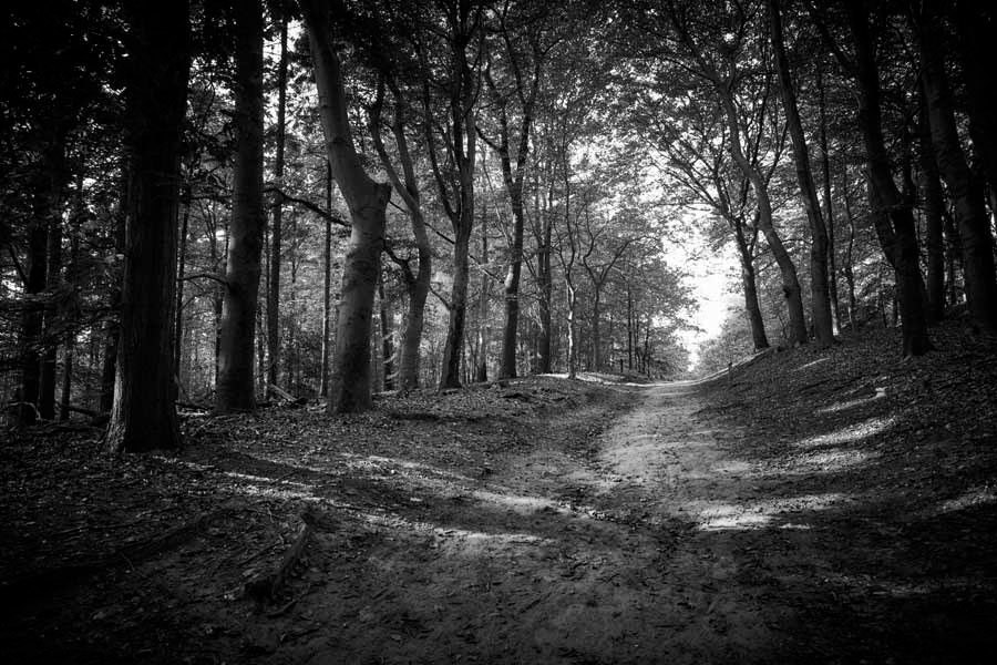 Into the Woods: On a Bridle Path