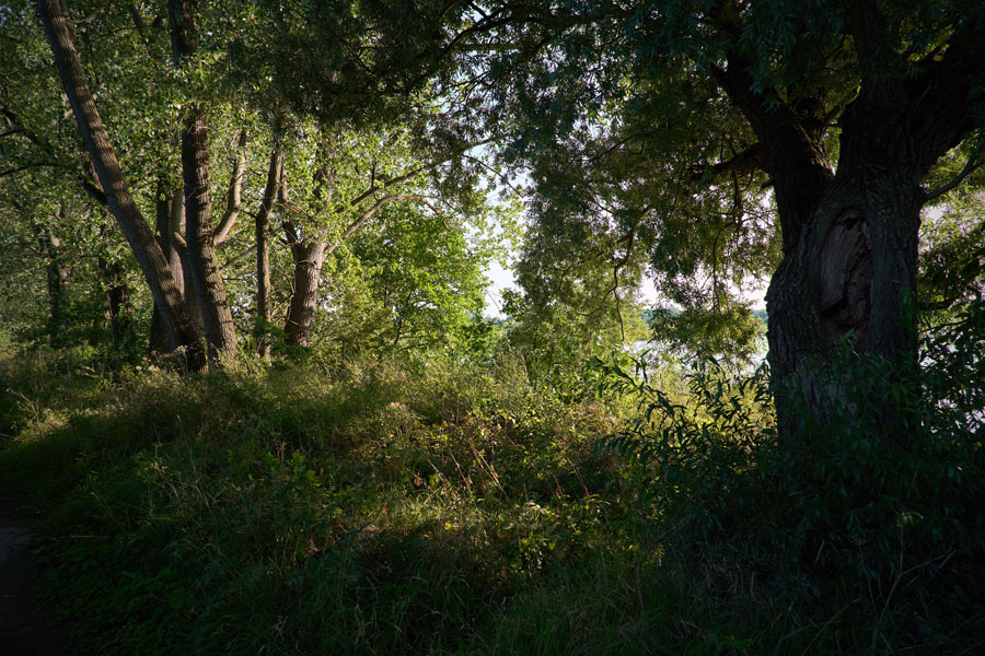 Into the Woods: A Narrow Path to Muddy Waters (1)