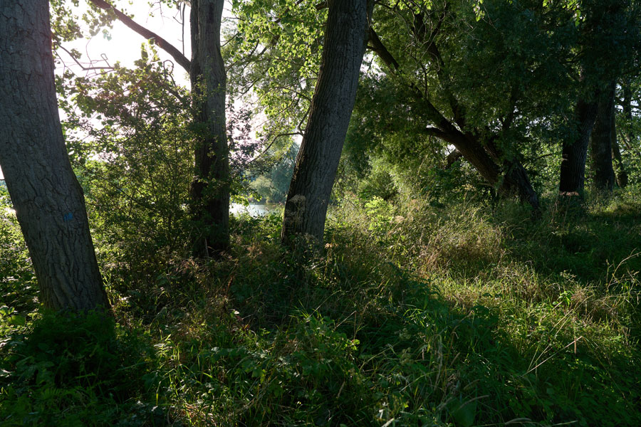 Into the Woods: A Narrow Path to Muddy Waters (2)