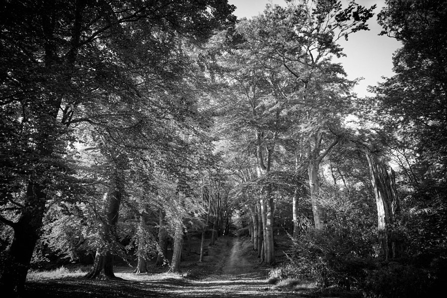 Into the Woods: Out of the Woods (1)