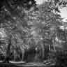 click to open gallery - Out of the Woods (1)