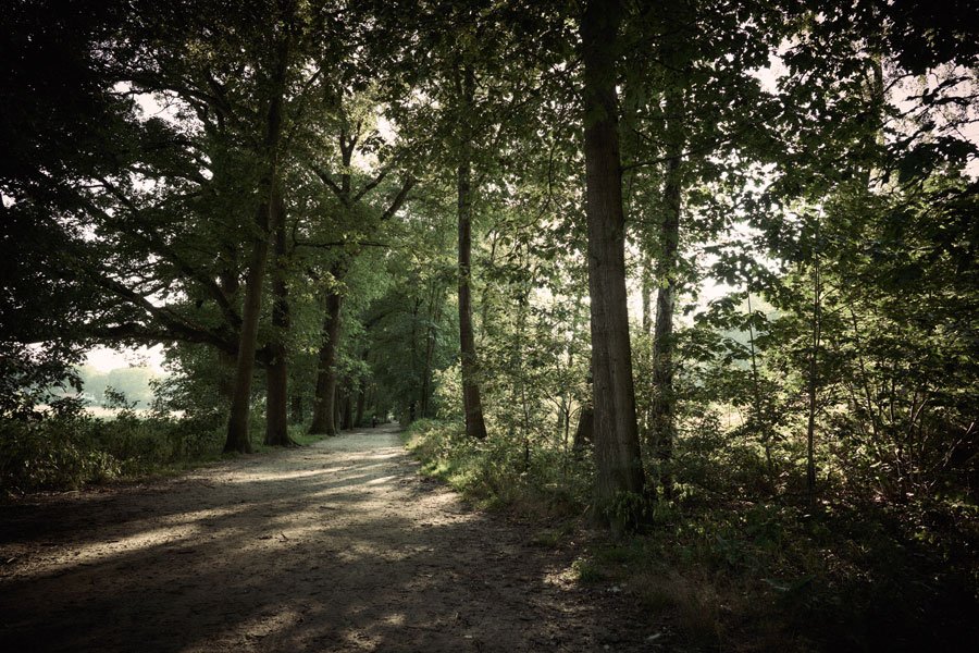 Into the Woods: Out of the Woods (2)