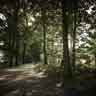 click to open gallery - Out of the Woods (2)