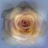 click to open gallery - blue rose