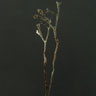 click to open gallery - Seaweed Triple