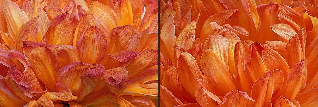 Still-Life Pictures: Petals - Chrysanthemum