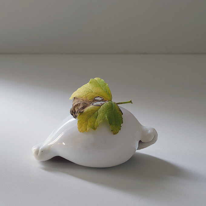 Still-Life Pictures: Cowrie and Leaf