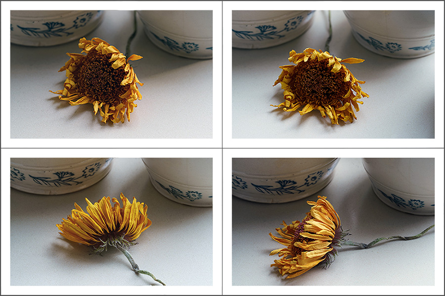 Still-Life Pictures: The Sunflower Quadrille